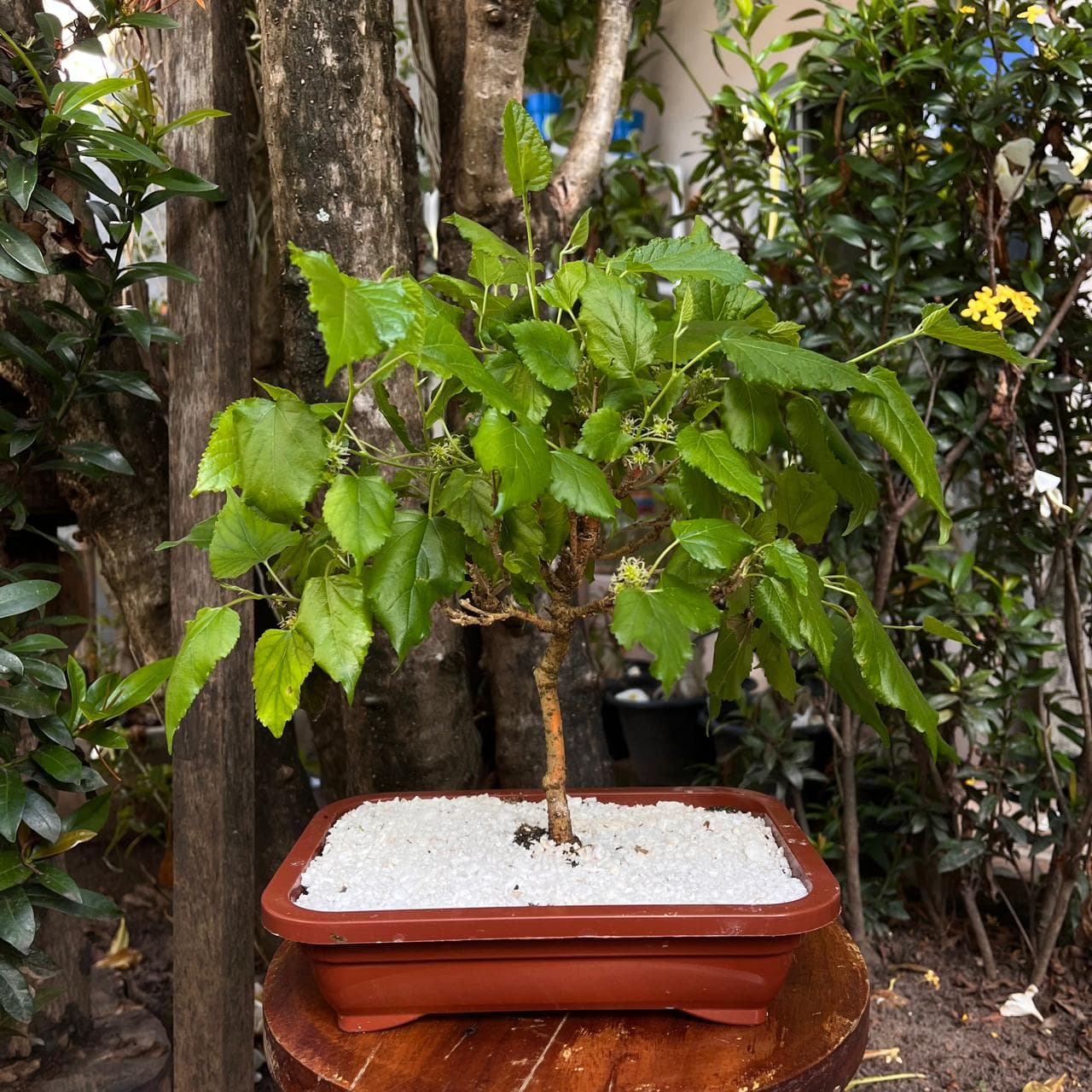 Bonsai Amora