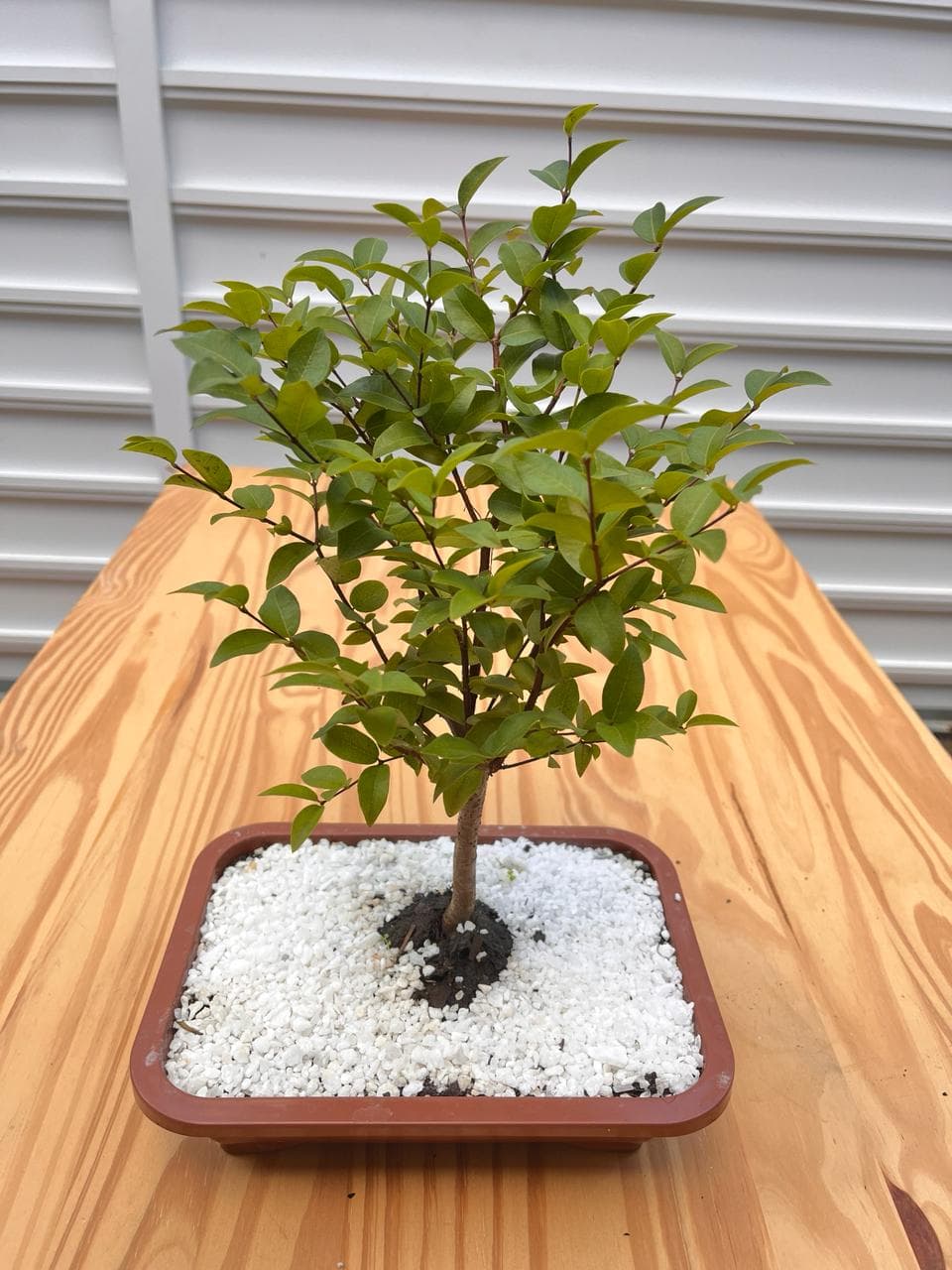Bonsai Jabuticaba