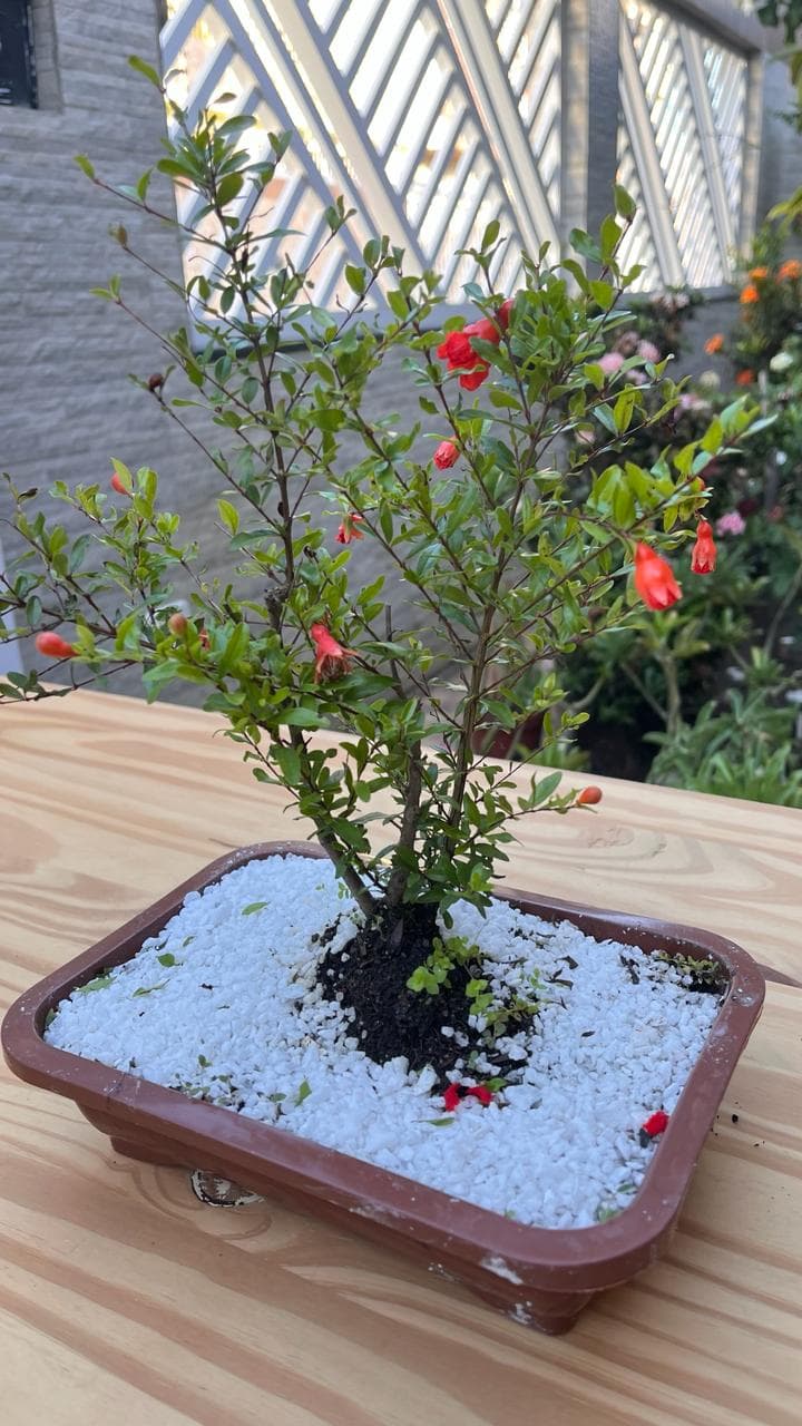 Bonsai Romã