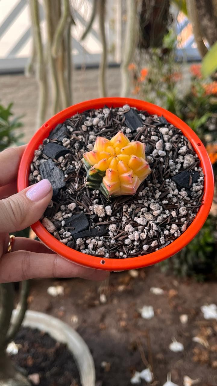 Cacto Gymnocalycium Variegata