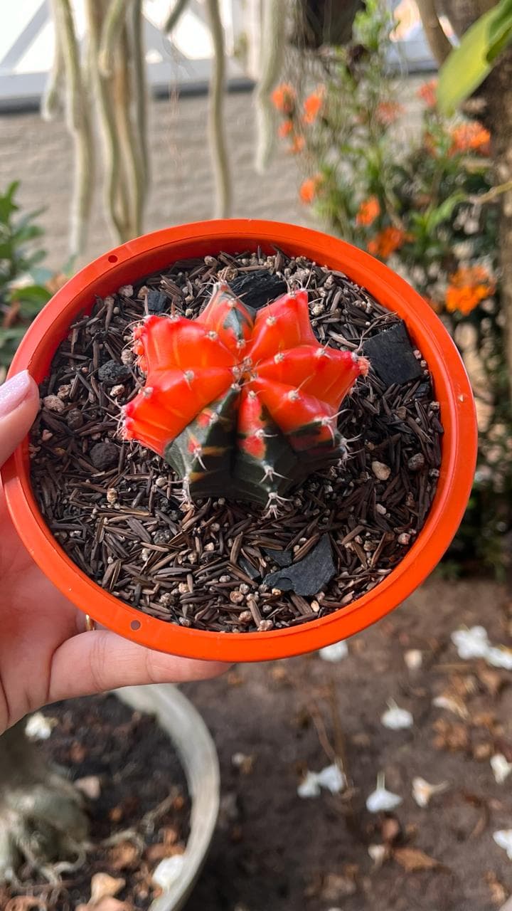 Cacto Gymnocalycium Variegata