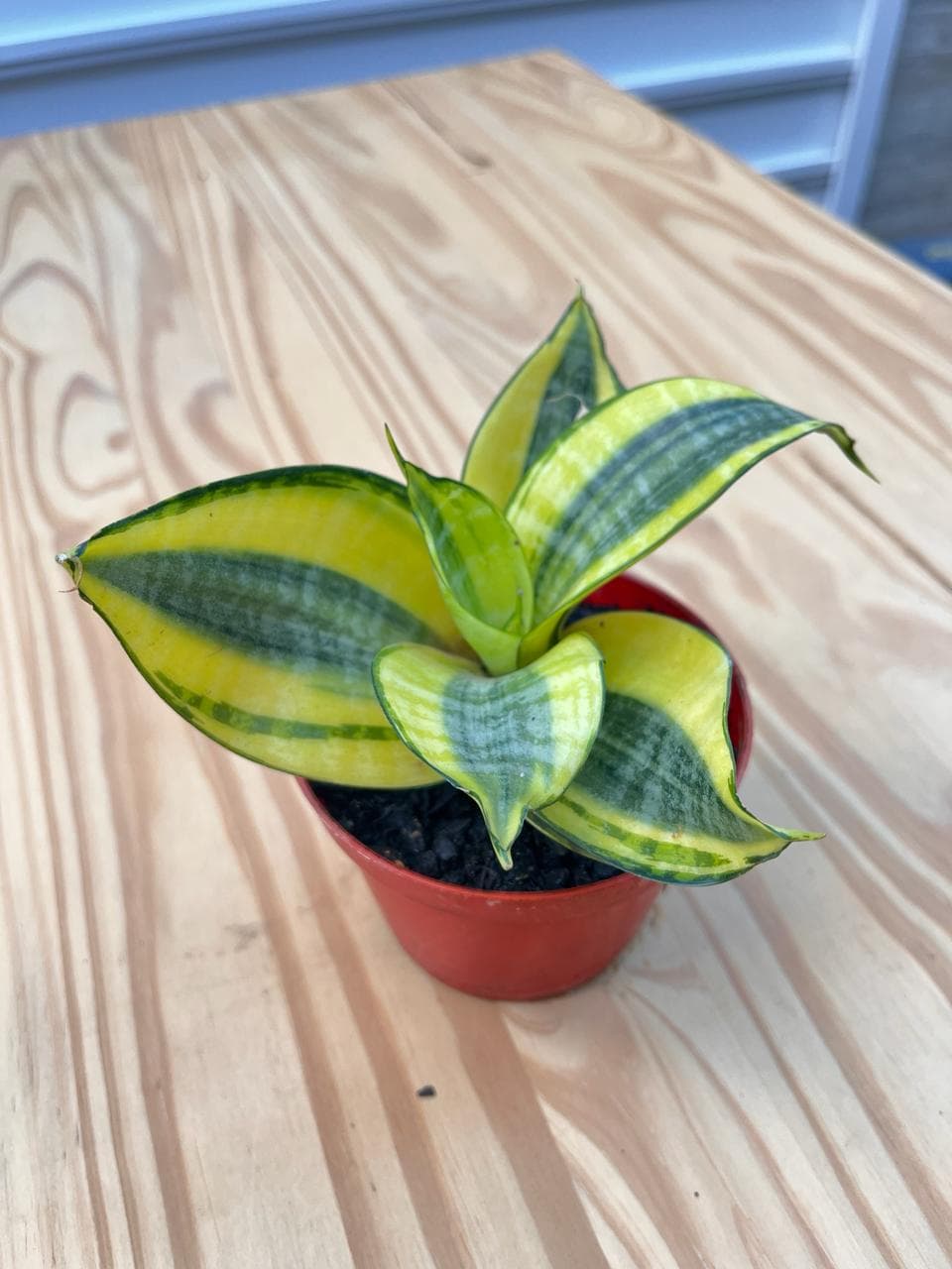 Sansevieria Golden - Espadinha