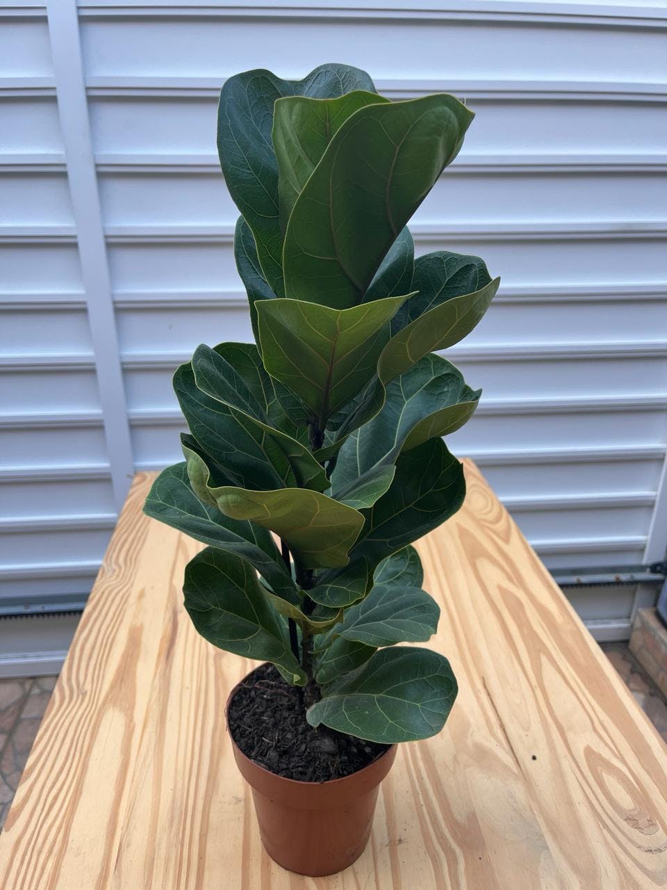 Ficus Lyrata Bambino - Pote 15