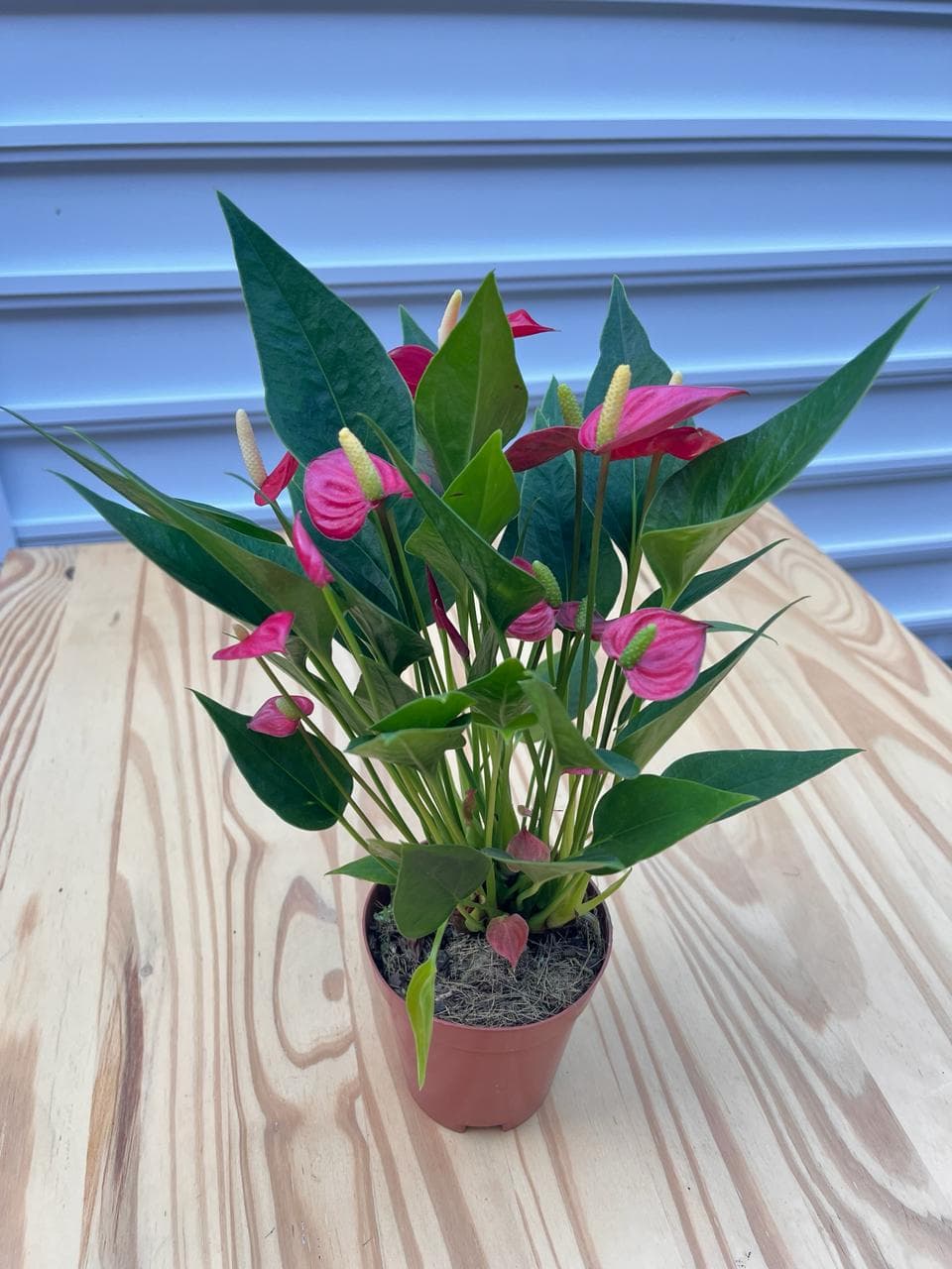 Mini Antúrio - Pote 09