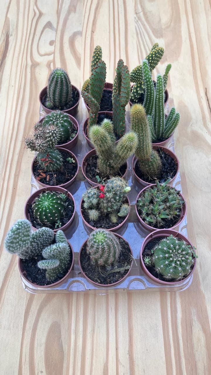 Mini Cactos - Unidade