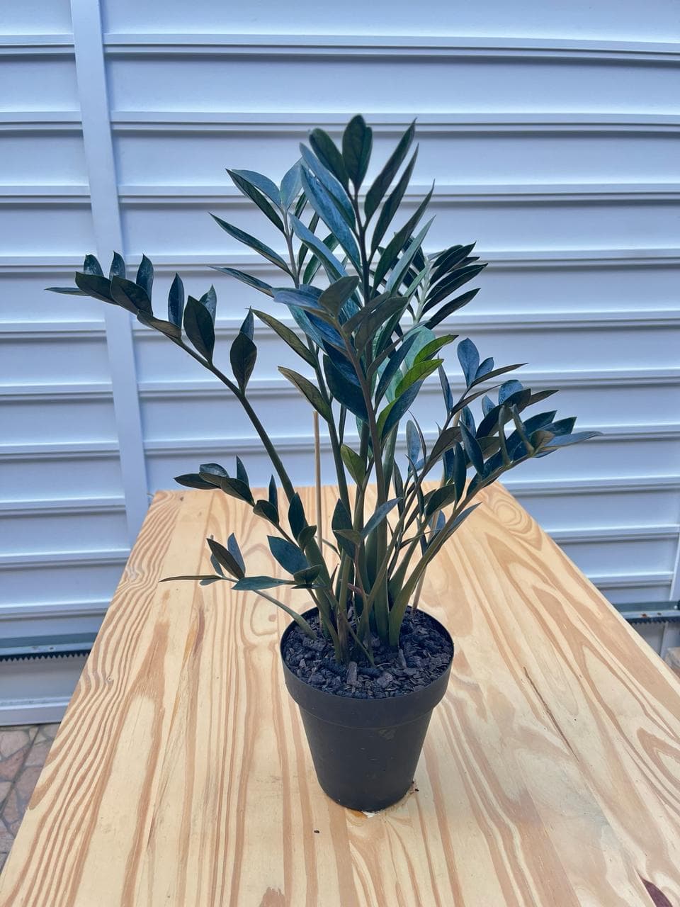 Mini Zamioculca Black - Pote 09