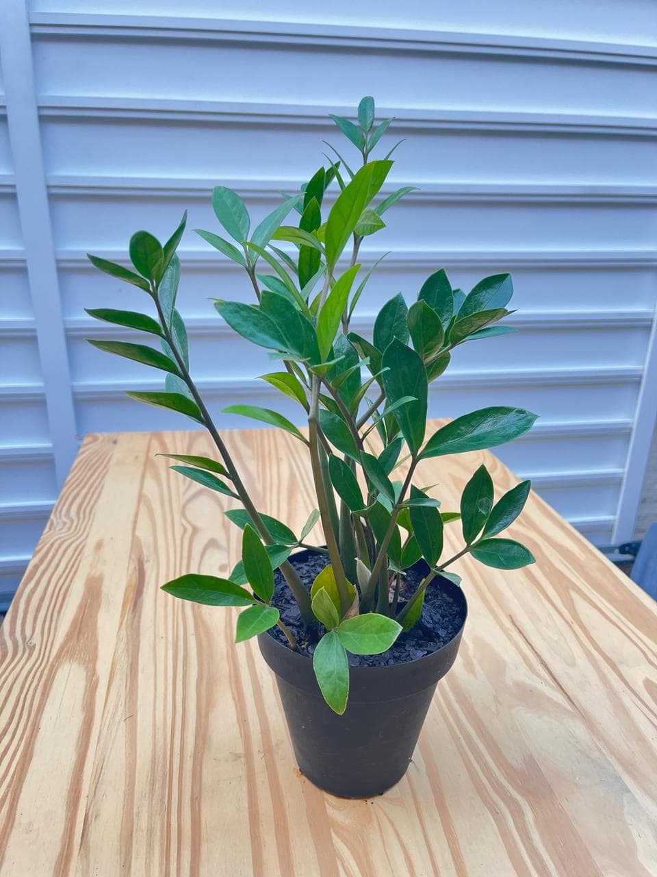 Mini Zamioculca - Pote 14