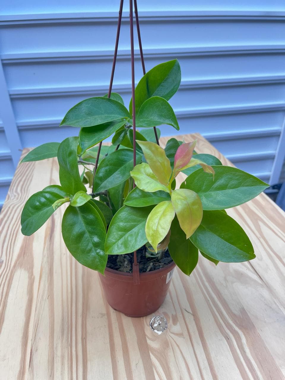 Ora-pro-nóbis Dourada