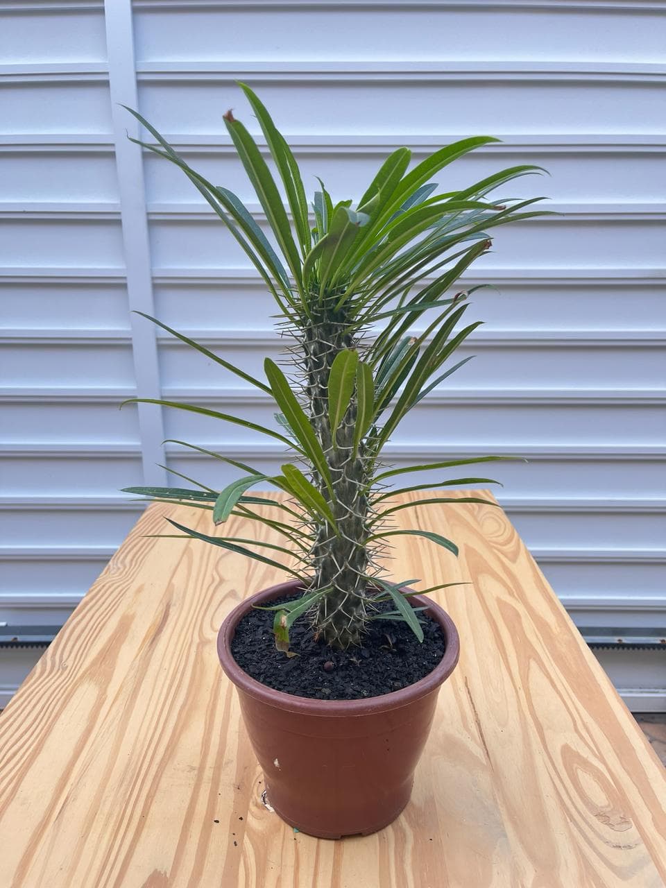 Palmeira de Madagascar