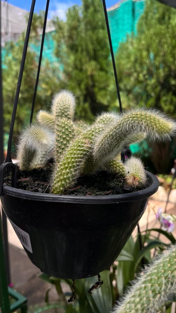 Cacto Rabo de Macaco - Cuia 18